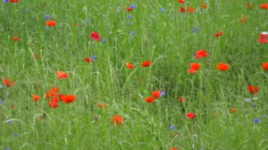 Gelincik çiçeği, Japonya Tokyo