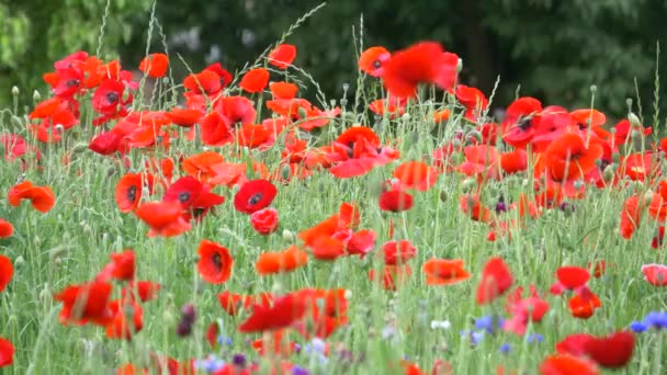 Fiori Papavero Giappone Tokyo — Video Stock