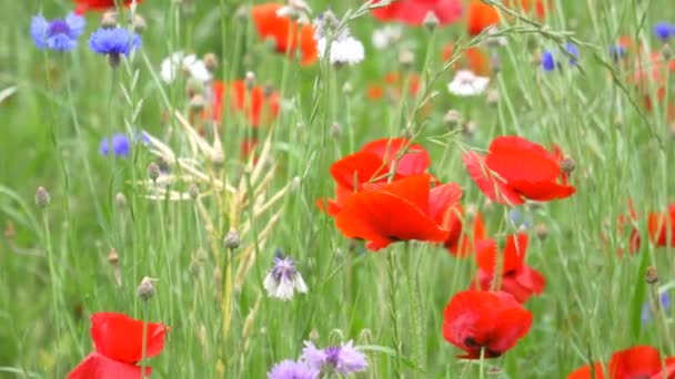 東京のポピーの花 — ストック動画