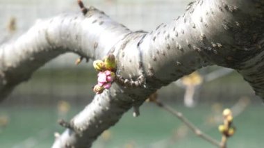 Tokyo Kiraz Tomurcukları 2021 Bahar