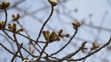 Tokyo Kiraz Tomurcukları 2021 Bahar