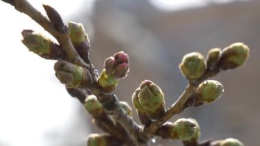 Tokyo Kiraz Tomurcukları 2021 Bahar