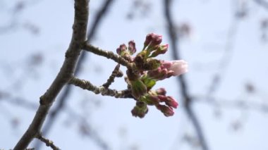 Tokyo Kiraz Tomurcukları 2021 Bahar