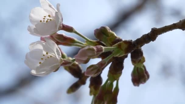 Tokio Wiśnia Pąki 2021 Wiosna — Wideo stockowe