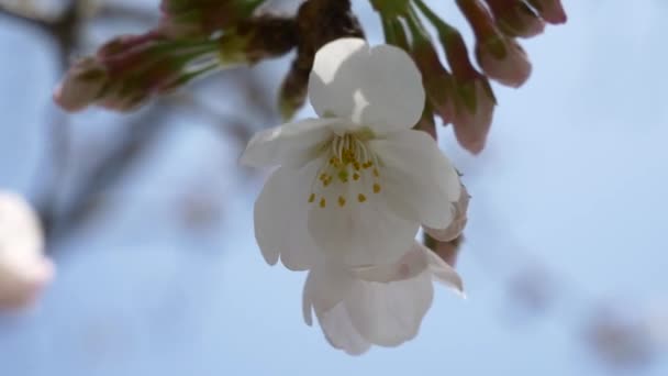 東京桜の芽2021春 — ストック動画