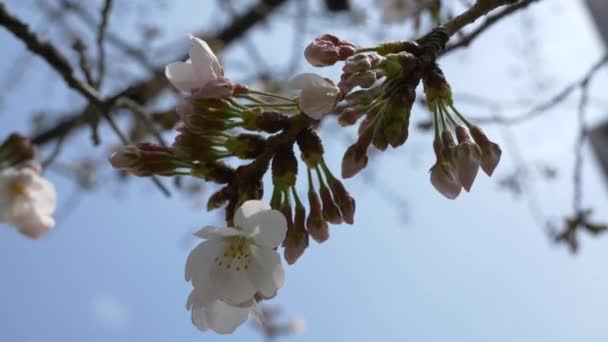 東京桜の芽2021春 — ストック動画