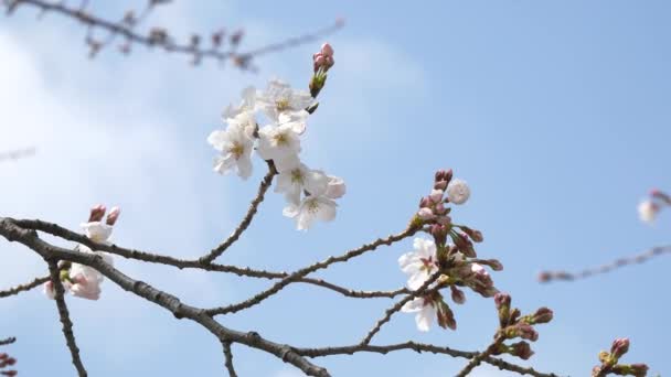 Tokiói Cseresznye Rügyek 2021 Tavasz — Stock videók