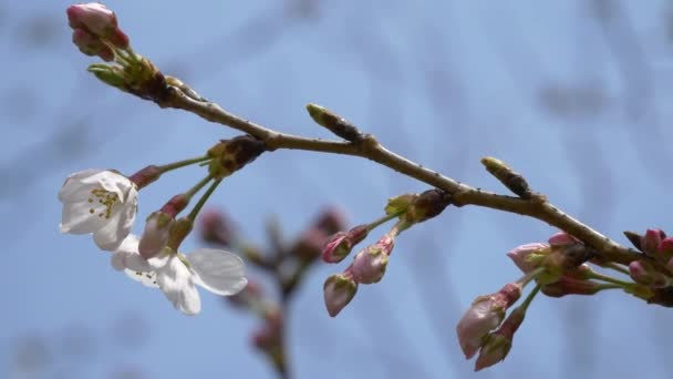 Tokio Kirschknospen 2021 Frühling — Stockvideo