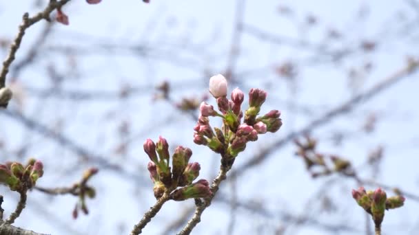 東京桜の芽2021春 — ストック動画