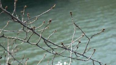 Tokyo Kiraz Tomurcukları 2021 Bahar