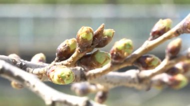 Tokyo Kiraz Tomurcukları 2021 Bahar