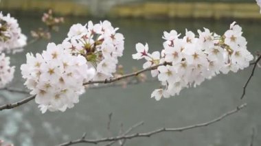 Japonya 'da kiraz çiçekleri 2021 Baharı