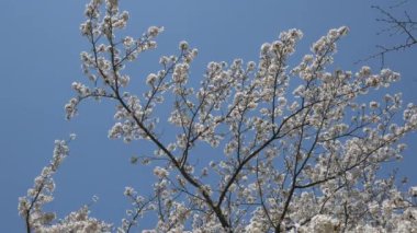 Japonya 'da kiraz çiçekleri 2021 Baharı