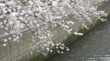 Japonya 'da kiraz çiçekleri 2021 Baharı