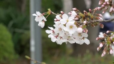 Japonya 'da kiraz çiçekleri 2021 Baharı