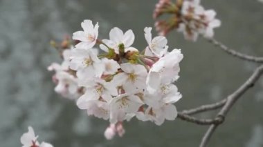 Japonya 'da kiraz çiçekleri 2021 Baharı