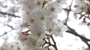 Japonya 'da kiraz çiçekleri 2021 Baharı