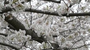 Japonya 'da kiraz çiçekleri 2021 Baharı