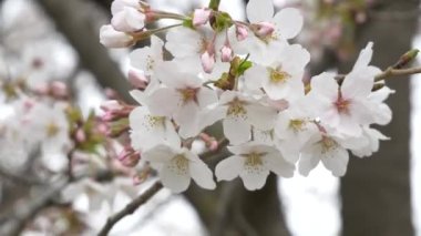 Japonya 'da kiraz çiçekleri 2021 Baharı