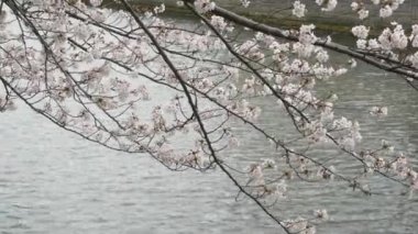 Japonya 'da kiraz çiçekleri 2021 Baharı