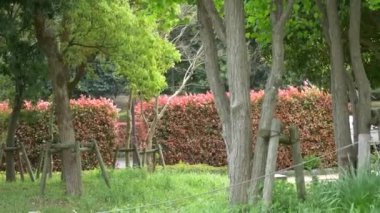 Japonya 'da kiraz çiçekleri 2021 Baharı