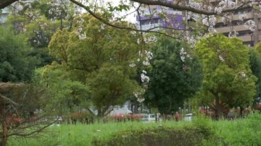 Japonya 'da kiraz çiçekleri 2021 Baharı