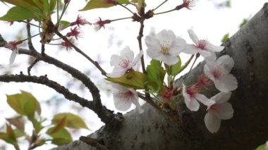 Japonya 'da kiraz çiçekleri 2021 Baharı