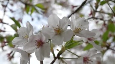Japonya 'da kiraz çiçekleri 2021 Baharı