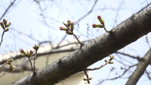 Tokyo Körsbär Knoppar 2021 Vår — Stockvideo