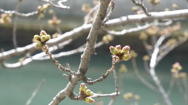 Tokio Kirschknospen 2021 Frühling — Stockvideo