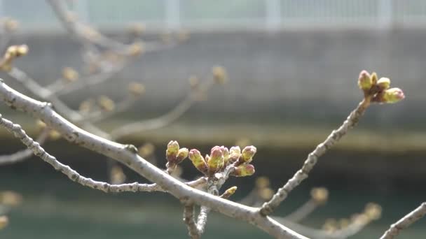 Tokyo Cherry Buds 2021 Primavera — Vídeos de Stock