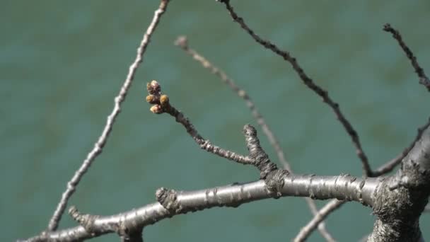 Tokyo Bourgeons Cerise 2021 Printemps — Video