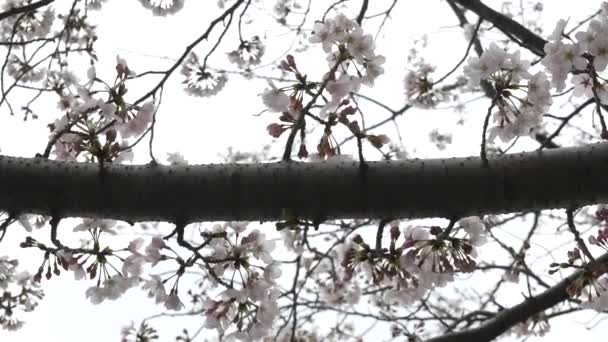 日本の桜2021年春 — ストック動画