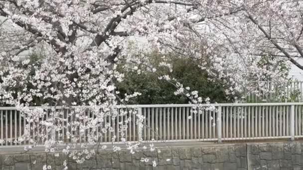 Flores Cereja Japão 2021 Primavera — Vídeo de Stock