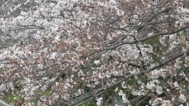Fleurs Cerisier Japon 2021 Printemps — Video