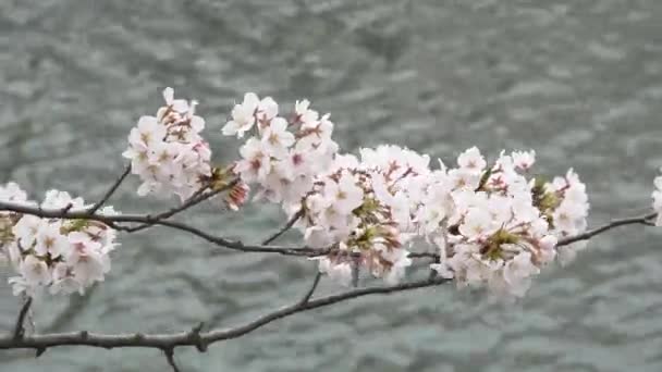 Körsbärsblommor Japan 2021 Vår — Stockvideo