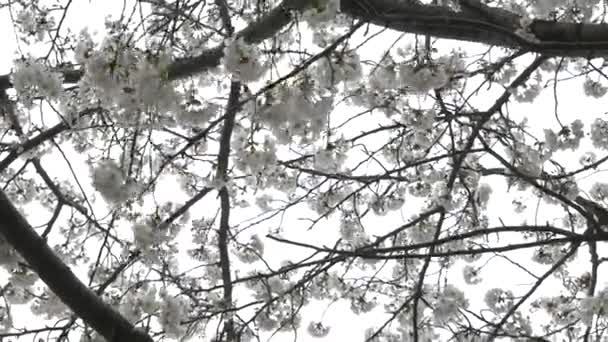 Ανθισμένες Κερασιές Στην Ιαπωνία 2021 — Αρχείο Βίντεο