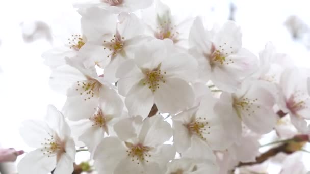 Japonya Kiraz Çiçekleri 2021 Baharı — Stok video