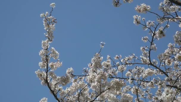 Kirschblüten Japan Frühling 2021 — Stockvideo