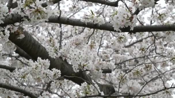 Flores Cereja Japão 2021 Primavera — Vídeo de Stock