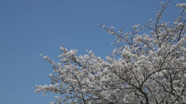 Fiori Ciliegio Giappone 2021 Primavera — Video Stock