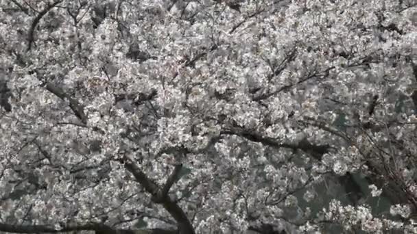 樱花在日本盛开2021年春天 — 图库视频影像