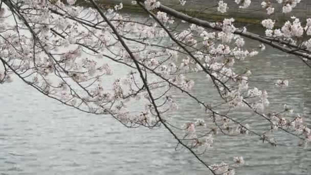 Cherry Blossoms Japan 2021 Spring — Stock Video