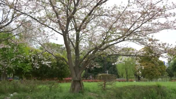 Flores Cerezo Japón 2021 Primavera — Vídeos de Stock