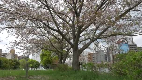 Körsbärsblommor Japan 2021 Vår — Stockvideo