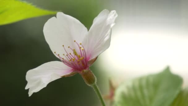 日本の桜2021年春 — ストック動画