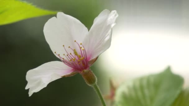 Fiori Ciliegio Giappone 2021 Primavera — Video Stock