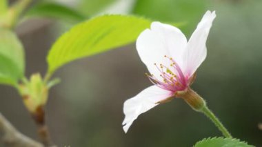 Japonya 'da kiraz çiçekleri 2021 Baharı