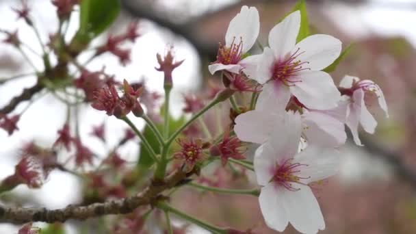 Japonya Kiraz Çiçekleri 2021 Baharı — Stok video