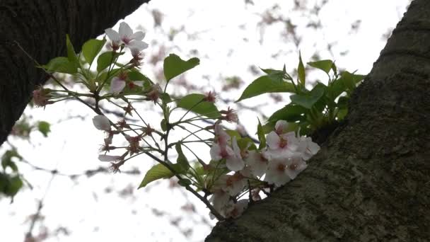 Kwiaty Wiśni Japonii 2021 Wiosna — Wideo stockowe